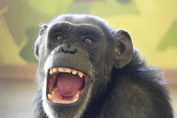 Monkey